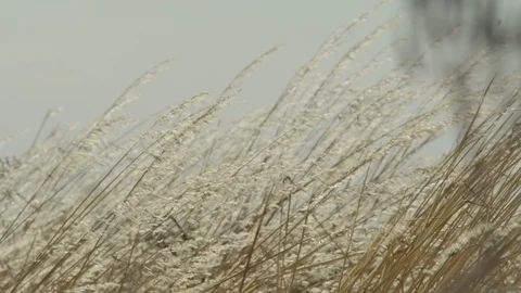 Colza wheat field slowmotion Stock Footage 125063221
