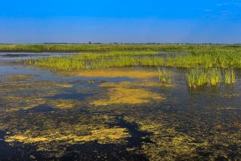 Comana lake Stock Photos