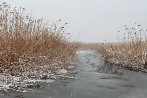 Comana lake in winter Stock Photos