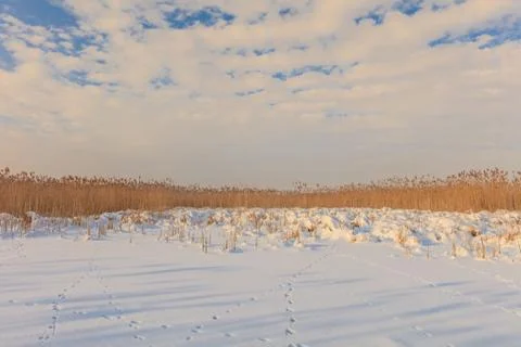 Comana lake in winter Stock Photos