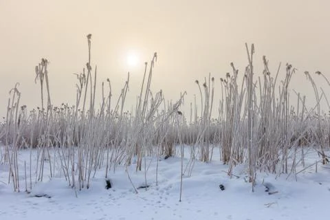 Comana lake in winter Stock Photos
