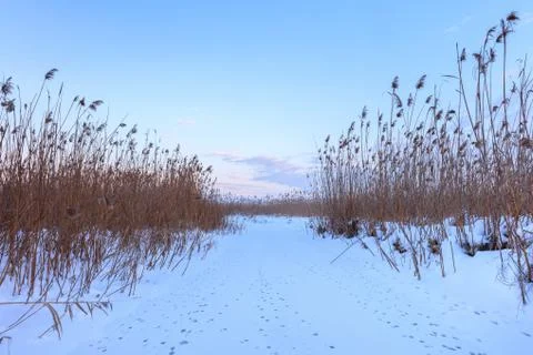 Comana lake in winter Stock Photos