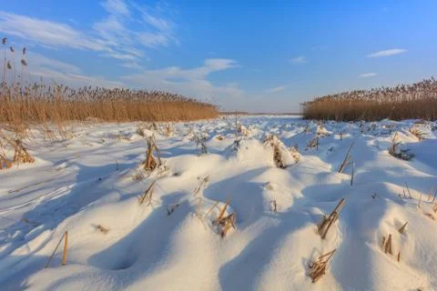 Comana lake in winter Stock Photos