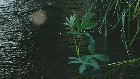 Comarum palustre above the water Stock Footage 283019986