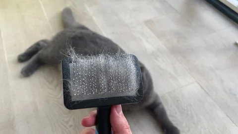 Comb for a cat and a cat. Stock Footage 219471610
