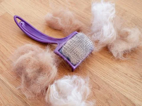 A comb with cat fur in it lying on a wooden floor on which there is more cat Stock Photos