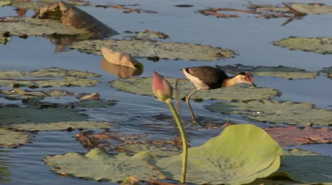 Comb-crested jacana Stock Footage 52496230
