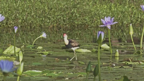 A comb crested jacana walks across lily pads in search of food. Stock Footage 308051082