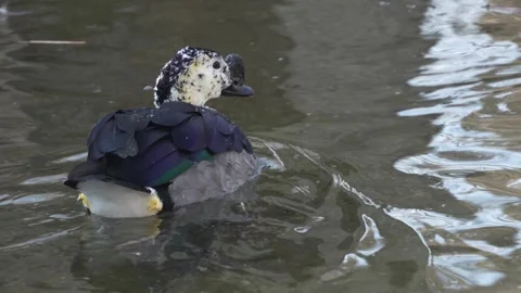 A comb duck floating in a pond  Stock Footage 267498602