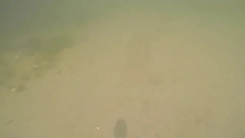 Comb Jelly and Common Periwinkle Stock Footage 73402883