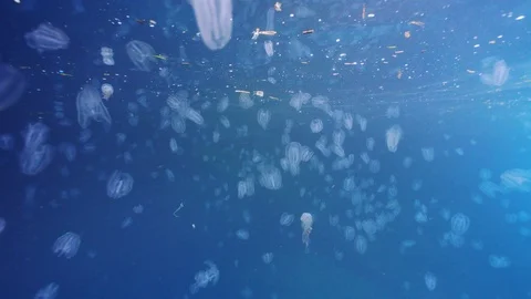Comb jelly or sea walnut  classified invasive and dangerous specie Stock-Footage 127399653