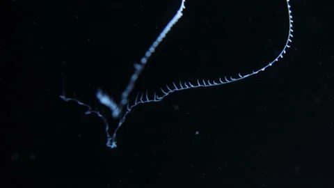 Comb Jelly Tentacles floating in Water (Ctenophore), Close-Up, 4k Stock Footage 231345946