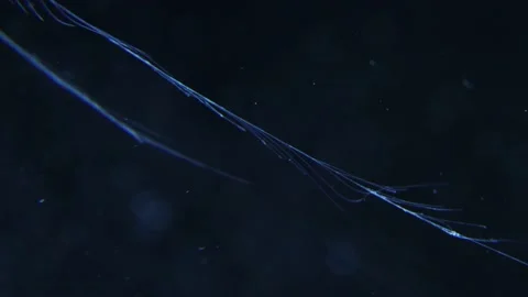 Comb Jelly Tentacles floating in Water (Ctenophore), Close-Up, 4k Stock Footage 231349677