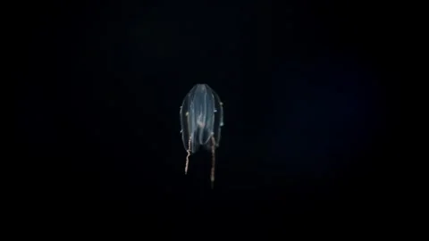 Comb Jellyfish Drifting in Darkness with Rainbow Light Diffraction Vidéo 320518496