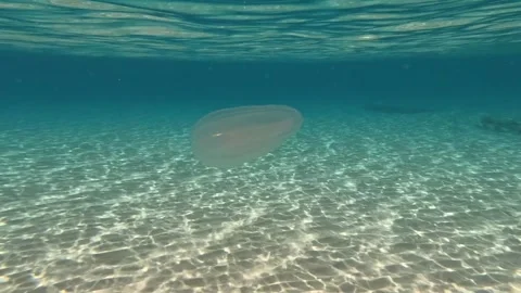 Comb jellyfish, Leftos Gialos Beach, Alonnisos, Greece Vidéo 335099554