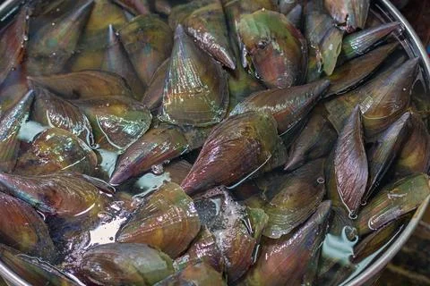 Comb Pen Shells Seafood Stock Photos