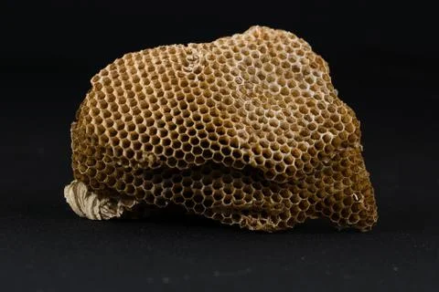 Comb of a wasps' nest Stock Photos