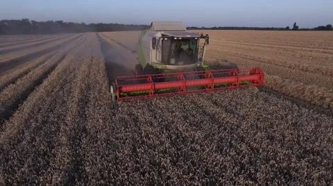 Combaine harvester threshing wheat Stock Footage 65250747