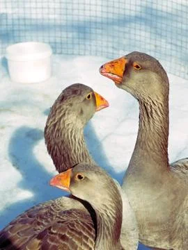 Combat geese in the aviary Stock Photos