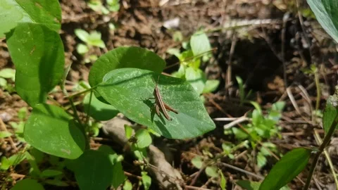 Combat grasshopper ready to edit Stock Footage 206089587