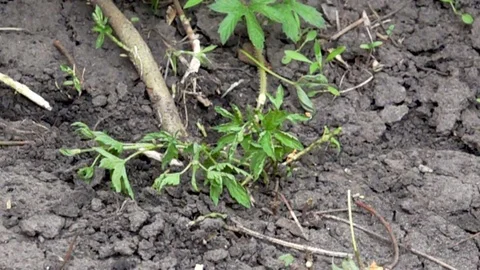 Combating weeds with an ax Video stock 76687012