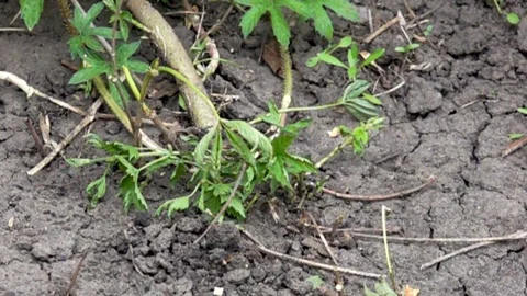 Combating weeds with an ax Stock Footage 76688325