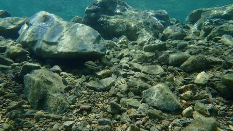 Comber (Serranus cabrilla) Stock Photos