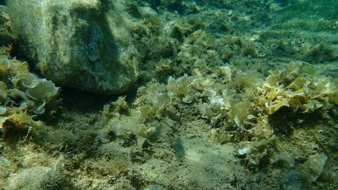Comber (Serranus cabrilla) Stock Photos