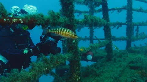 Comber &amp; Wreck Diver (20 sec) Video stock 97451793