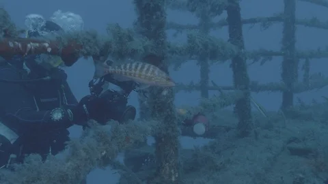 Comber &amp; Wreck Diver V Log Video stock 97451273