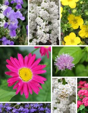 Combination flowers Stock Photos