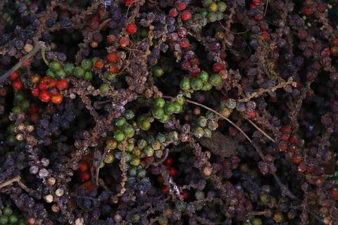 Combination of multi colored peppercorns kept for too dry Stock Photos