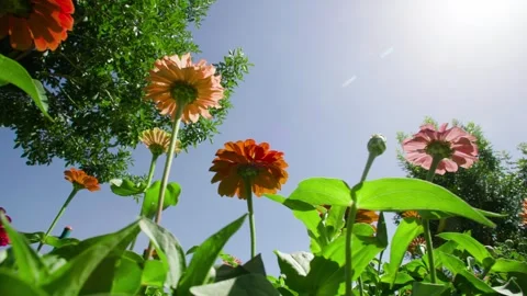 A combination set of close-ups of various flowers in summer Stock Footage 257865688