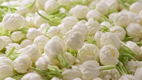 Combination shot of throwing a bunch of fresh jasmine flowers Stockbeeldmateriaal 318071384