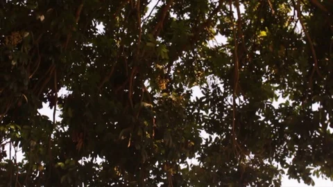 Combination Sky and Tree in Semarang Indonesia Stock Footage 119097352