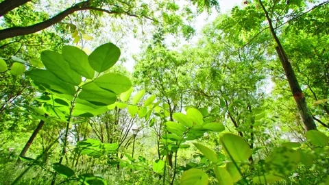 A combination of sunny foliage meadows Stock Footage 292595100