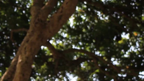 Combination Tree and Sky in Bukit Alam Jawa Tengah Indonesia Stock Footage 119097454