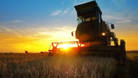 Combine collecting the crops at autumn harvest, cinematic steadicam shot Stock Footage 91372446