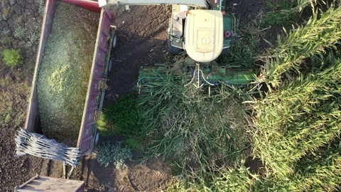 Combine in the corn field - Closeup Stock Footage 166510539