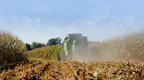 A combine in a corn field 库存影片 33320584