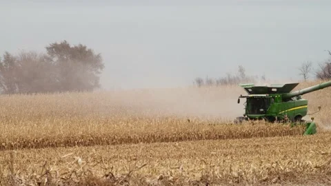 Combine in a corn field Video stock 234333256