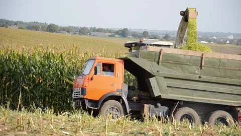 Combine cuts corn trunks and dumps processed plants into KAMAZ. Stock-Footage 161043542