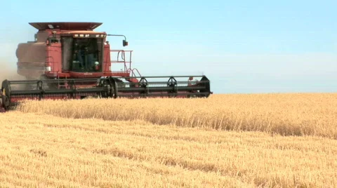 Combine cutting wheat Stock Footage 556071