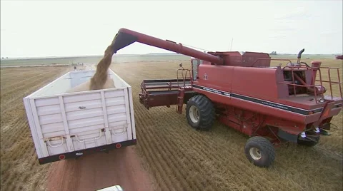 Combine dumping wheat into truck 스톡 동영상 42345154
