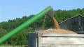Combine Emptying Wheat 02 HD Footage