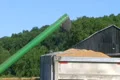 Combine Emptying Wheat 02 Footage