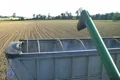 Combine Emptying Wheat Footage
