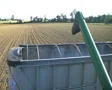 Combine Emptying Wheat SD Footage