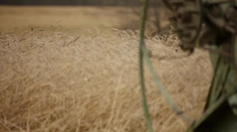 Combine on the field 10 Stock Footage 31957384