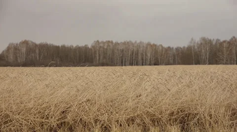 Combine on the field 6 Stock Footage 31958005